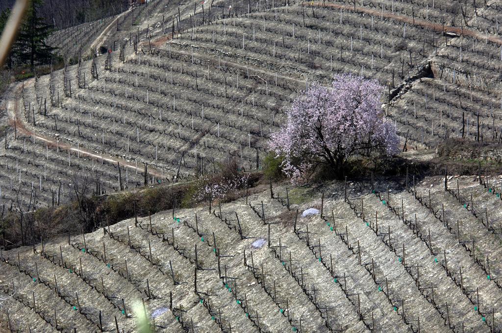 Cascina Arcangelo Raffaele Verduno Exterior foto